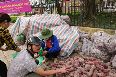 Thanh niên tình nguyện Thủ đô giải cứu khoai lang cho đồng bào Gia Lai