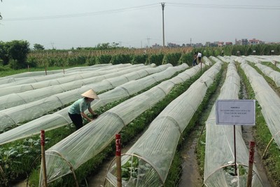 Hợp tác xã Tiên Dương chú trọng xây dựng thương hiệu rau hữu cơ