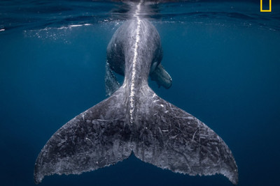 Ngắm “Nàng tiên cá” giúp nhiếp ảnh gia Nhật Bản giành được 10.000 USD