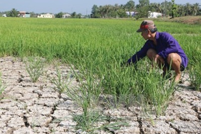 Hàng ngàn héc-ta cây trồng khu vực Nam Trung Bộ, Tây Nguyên bị thiếu nước sản xuất