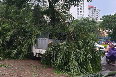 [Ảnh] Hà Nội: Mưa gió khủng khiếp, cây đổ hàng loạt khiến 1 người thiệt mạng
