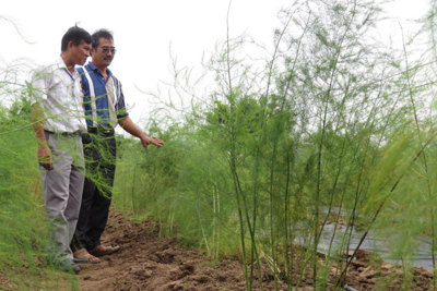 Măng tây - cây trồng  mũi nhọn ở Phú Xuyên