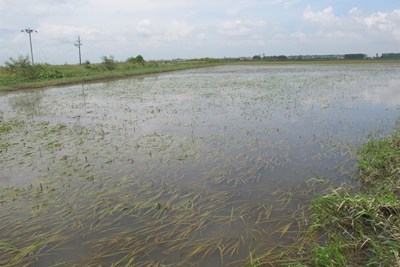 Hà Nội: Trên 700ha cây trồng bị ngập sâu