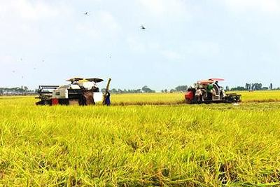 Agribank sẵn sàng đáp ứng đủ vốn cho sản xuất, chế biến, tiêu thụ lúa gạo