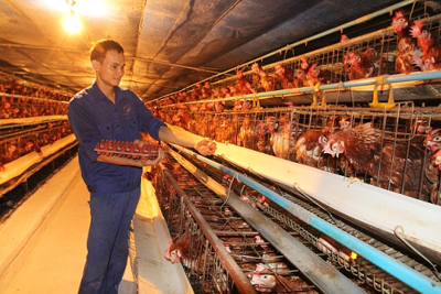 Bộ Công Thương khuyến cáo người nuôi gà thận trọng tái đàn
