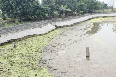 Tiếp tục khai quật bãi cọc tại xã Lại Xuân, Thủy Nguyên, Hải Phòng