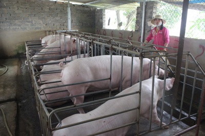 Người chăn nuôi lợn lao đao vì thị trường “đóng băng”