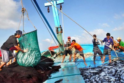 Quy chế hoạt động của BCĐ quốc gia về chống khai thác hải sản bất hợp pháp
