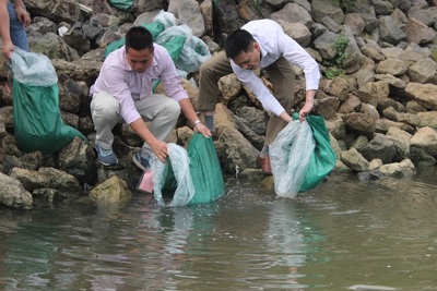 Hà Nội tổ chức thả cá tái tạo nguồn lợi thủy sản