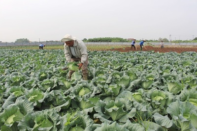 Hà Nội đã thu hoạch trên 53% diện tích cây vụ Đông
