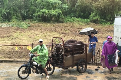 Huyện Thạch Thất: Đa dạng giải pháp giảm nghèo