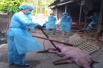 TP Hồ Chí Minh phát hiện ổ dịch tả lợn châu Phi đầu tiên