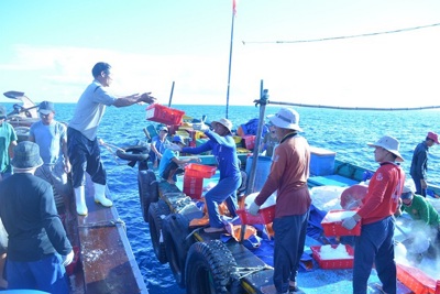 Đà Nẵng kiểm soát nghề cá theo hướng dẫn của Ủy ban Châu Âu