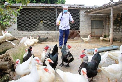 Bộ Nông nghiệp đề nghị Thanh Hoá xử lý nghiêm hành vi không khai báo dịch cúm gia cầm