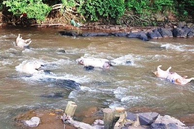 Hà Nội: Xử lý nghiêm hành vi vứt lợn chết ra ngoài môi trường