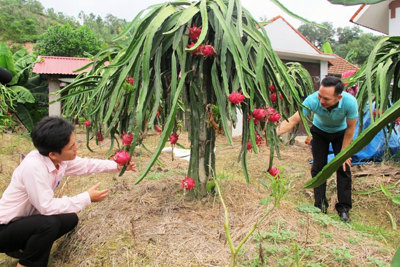 Xây dựng nông thôn mới huyện Sóc Sơn: Đòn bẩy từ tăng trưởng nông nghiệp