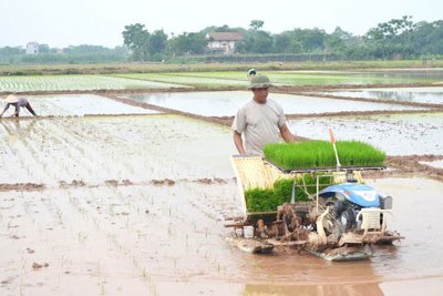 Hà Nội đã hình thành được 154 cánh đồng mẫu lớn canh tác lúa chất lượng cao