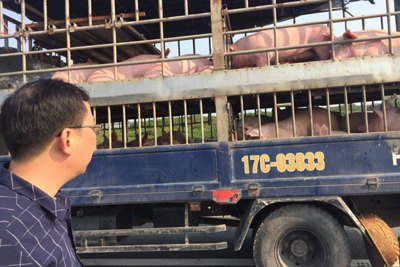 Hải Phòng: Các hộ dân nuôi lợn vùng dịch nhận tiền hỗ trợ