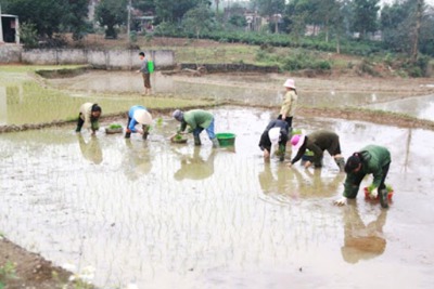 Hà Nội phấn đấu hoàn thành gieo cấy vụ Xuân trước ngày 25/2