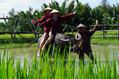 Thu phí tham quan Khu Du lịch Rừng dừa Bảy Mẫu Cẩm Thanh