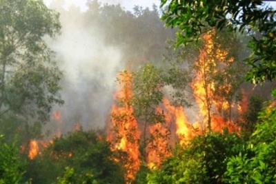 Hanh khô cháy hơn 20 ha rừng