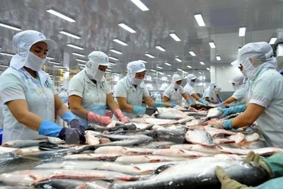Bộ Công Thương đề nghị Hoa Kỳ điều chỉnh mức thuế với cá tra - basa của Việt Nam
