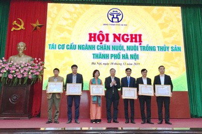 Hà Nội tái cơ cấu ngành chăn nuôi, lấy doanh nghiệp làm đầu mối