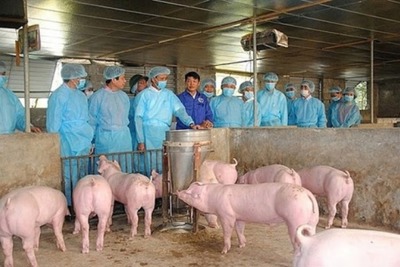 Hà Nội và 38 tỉnh thành khống chế thành công dịch tả lợn châu Phi