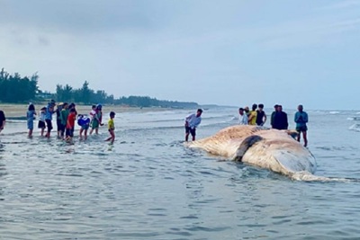 Xác cá voi “khủng” dạt vào bờ biển Hà Tĩnh