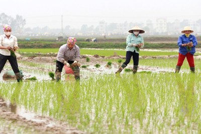 Hà Nội đã gieo cấy trên 35.000ha cây trồng vụ Xuân 2020