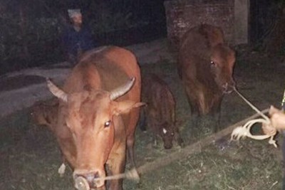Hà Nội: Lợi dụng đêm tối, nam thanh niên dắt trộm 4 con bò