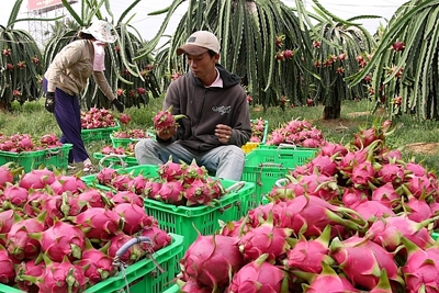 Doanh nghiệp cần nắm rõ giá trái cây tại thị trường Trung Quốc