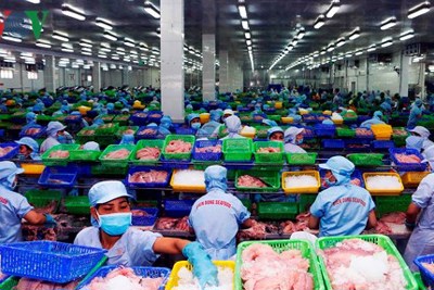 Nhiều doanh nghiệp làm ăn “chộp giật” đang làm giảm uy tín cá tra Việt