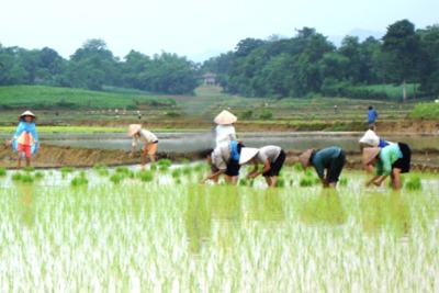 Hà Nội còn 8 quận, huyện chưa gieo cấy vụ Xuân 2020