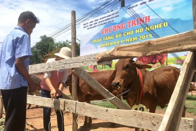 Phường Dịch Vọng (quận Cầu Giấy) tặng bò cho 50 hộ nghèo huyện Ba Vì