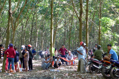 Khống chế, đưa con nợ vào lô cao su rồi dùng súng chích điện, cắt tai