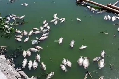 Cá chết nổi trắng hồ ở trung tâm TP Đà Nẵng do nắng nóng kéo dài?