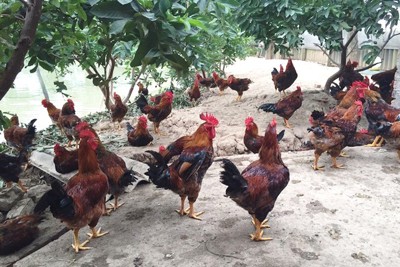 Hà Nội lần đầu tiên tổ chức “Hội thi gà Mía” vào tháng 9/2020