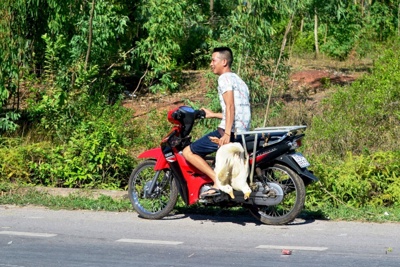 Vụ “hôi vịt” ở Quảng Bình: Công an vào cuộc điều tra