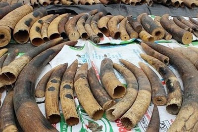 Khởi tố vụ án hơn 7 tấn ngà voi và vảy tê tê giấu trong container nhựa đường