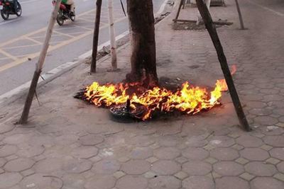 Hà Nội: Điều tra vụ hủy hoại cây xanh trên đường Võ Chí Công