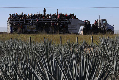 Chống nạn buôn lậu ma túy, ông Trump cân nhắc áp đặt trừng phạt kinh tế với Mexico