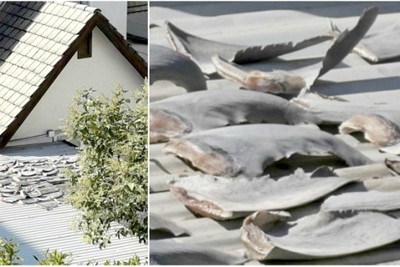 Nguồn gốc vây cá mập phát hiện trên mái Văn phòng thương vụ Việt Nam tại Chile