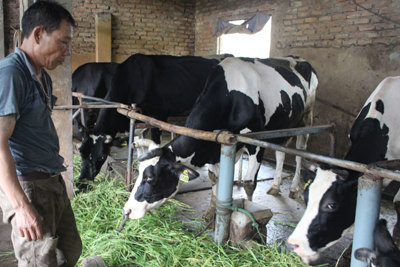 Phát triển đàn gia súc ăn cỏ gắn với liên kết chuỗi