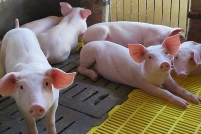 Giá lợn hơi vẫn ở mức cao: Chớ làm ăn chộp giật