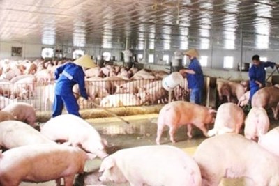 Sẽ có 4 triệu tấn thịt lợn cung ứng cho thị trường trong năm 2020