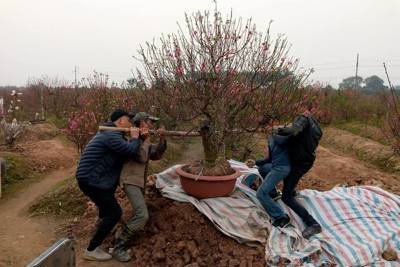Vụ phá vườn đào tại Bắc Ninh: Vẫn đang chờ kết quả điều tra