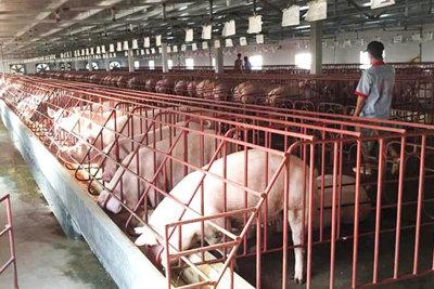 Hiệu quả liên kết chăn nuôi lợn sạch