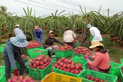 Việt Nam có 9 loại trái cây xuất khẩu chính ngạch sang Trung Quốc