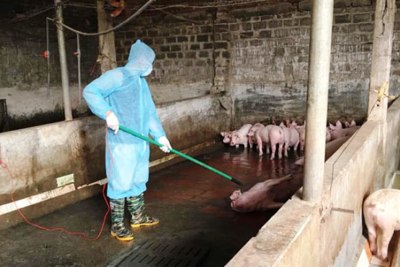 Virus gây dịch tả lợn châu Phi có thể tồn tại trong thịt đông lạnh đến gần 3 năm